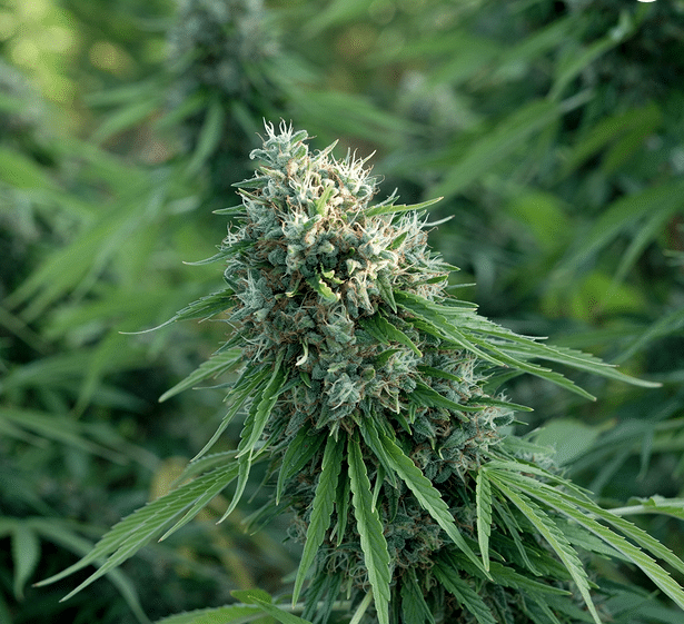 Buds of a cannabis plant