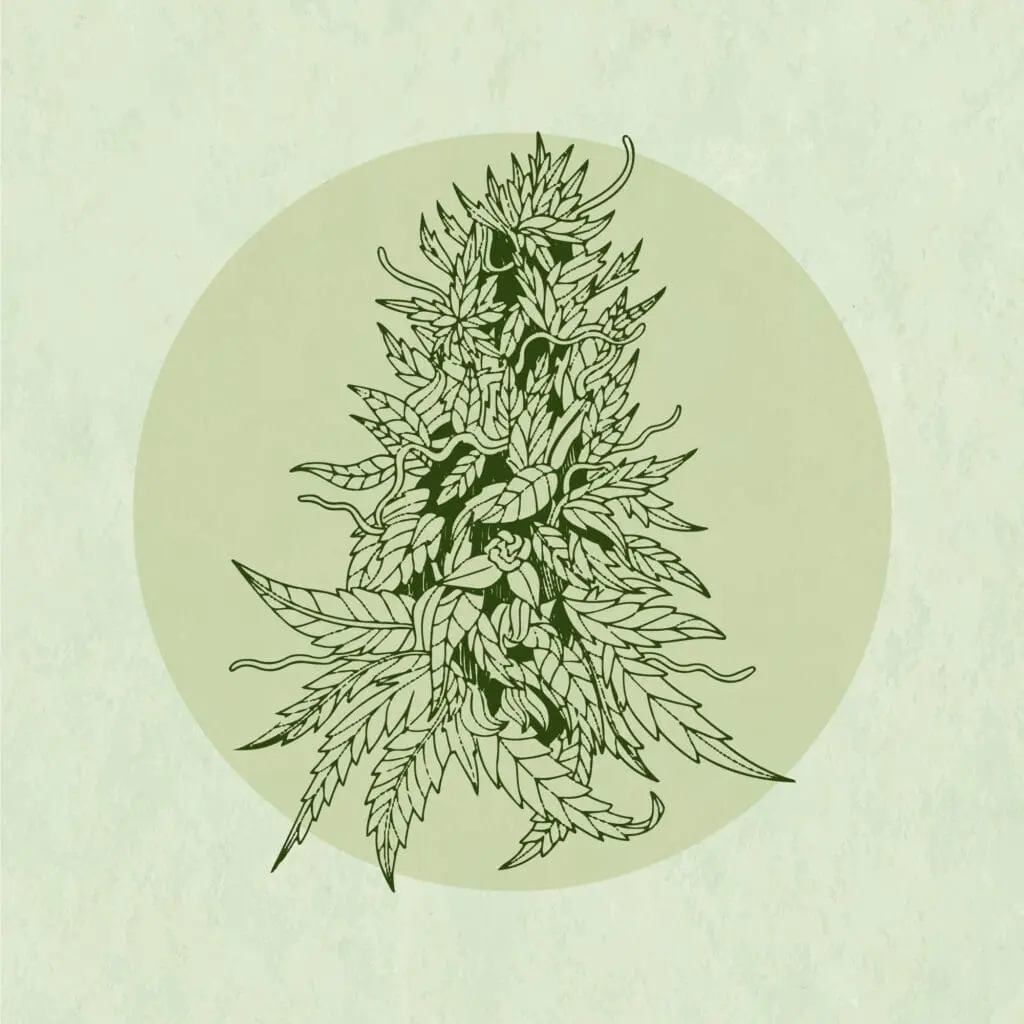 Hand drawn image of cannabis buds