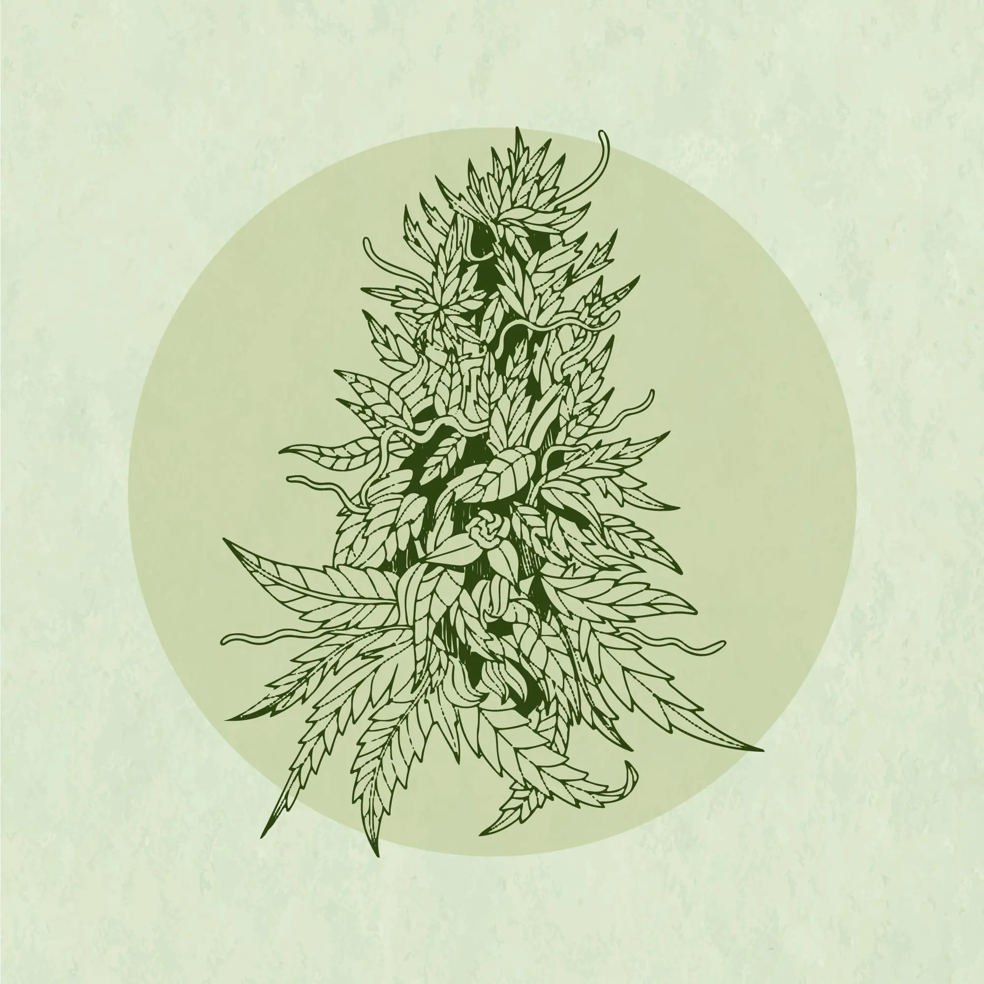 Hand drawn image of cannabis buds