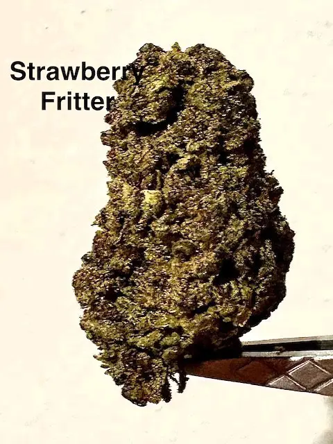 A big bud of Strawberry Fritter delta 8 hemp flower