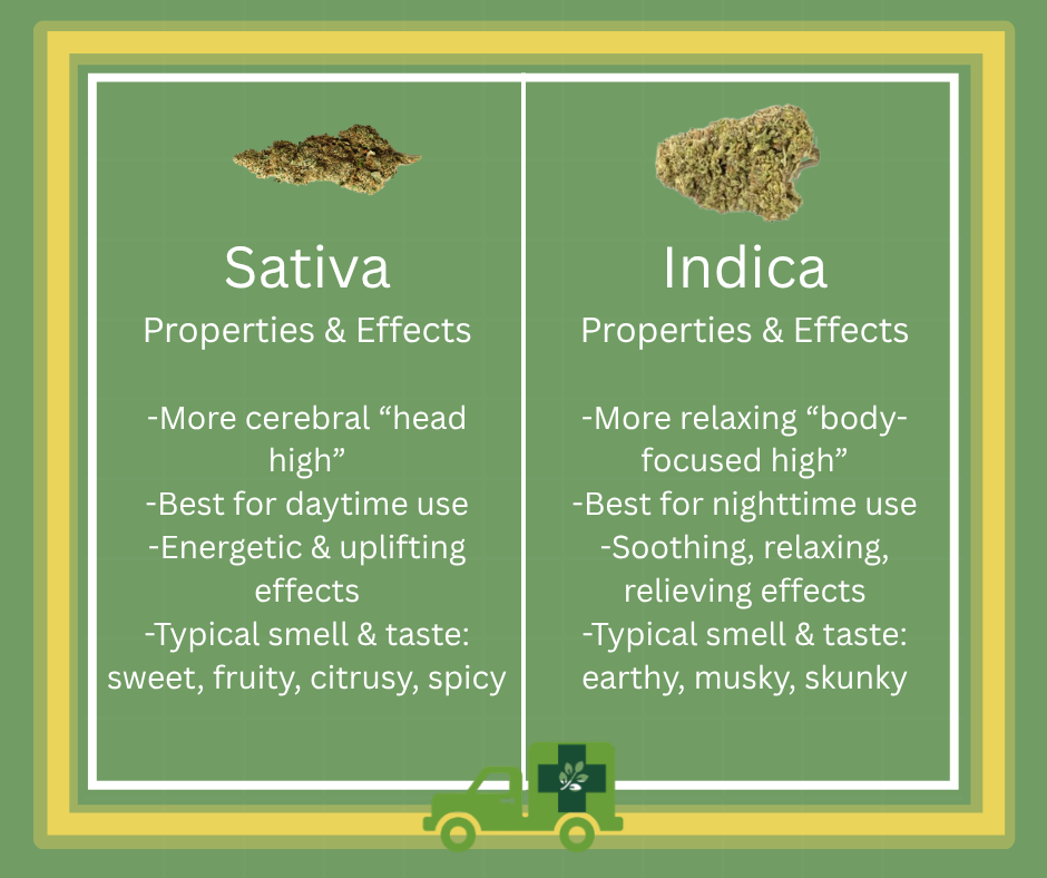 A graphic contrasting the differences between sativa and indica cannabis strains