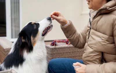 CBD for Dogs and Cats: Safety, Benefits, Dosage and How to Choose High-Quality Products